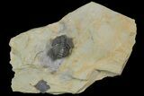 Lemureops Kilbeyi Trilobite - Fillmore Formation, Utah #138573-1